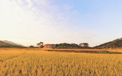 thumb_240_150_20201210030628346