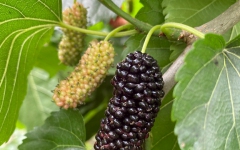 thumb_240_150_20210825034212961